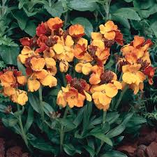 Image result for Cheiranthus cheiri