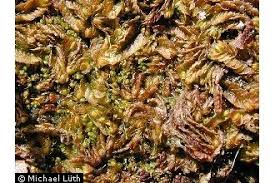 Attēlu rezultāti vaicājumam “Mylia anomala”