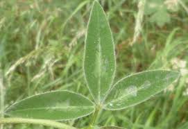 Attēlu rezultāti vaicājumam “Trifolium medium leaf”