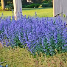 Attēlu rezultāti vaicājumam “Nepeta x faassenii flower”