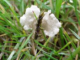 Attēlu rezultāti vaicājumam “Arrhenia retiruga”