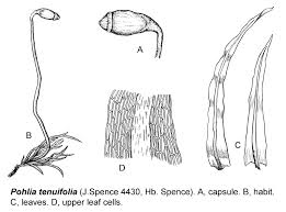 Attēlu rezultāti vaicājumam “Pohlia wahlenbergii sporophyte”