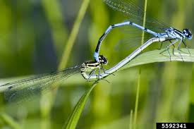 Attēlu rezultāti vaicājumam “Coenagrion puella male”