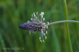 Attēlu rezultāti vaicājumam “Plantago media”