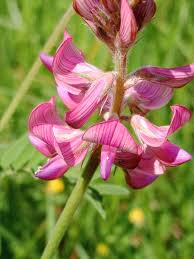 Image result for Onobrychis viciifolia