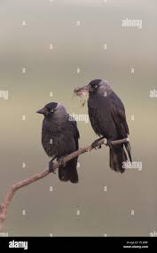 Attēlu rezultāti vaicājumam “Corvus monedula adult”