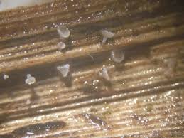 Attēlu rezultāti vaicājumam “Lachnum corticale”