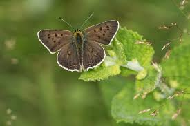 Attēlu rezultāti vaicājumam “Lycaena tityrus”
