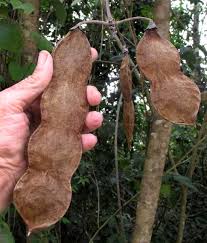 Attēlu rezultāti vaicājumam “Pica pica adult”