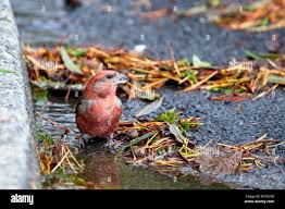 Attēlu rezultāti vaicājumam “Loxia pytyopsittacus male”