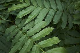 Attēlu rezultāti vaicājumam “Pterocarya fraxinifolia leaf”