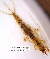 Attēlu rezultāti vaicājumam “Ephemera sp.”