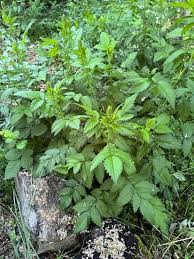Attēlu rezultāti vaicājumam “Agrimonia pilosa flower”