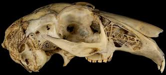 Attēlu rezultāti vaicājumam “Lepus sp.”