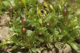 Attēlu rezultāti vaicājumam “Tortula truncata”