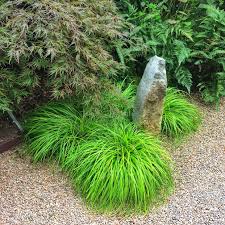 Attēlu rezultāti vaicājumam “Carex caryophyllea fruit”