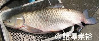 Image result for Ctenopharyngodon idella