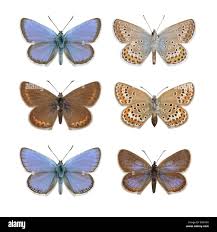 Attēlu rezultāti vaicājumam “Plebejus argus female”