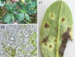 Attēlu rezultāti vaicājumam “Pilosella officinarum leaf”