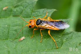 Attēlu rezultāti vaicājumam “Pamphiliidae”