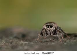 Attēlu rezultāti vaicājumam “Evarcha falcata female”