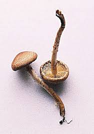 Attēlu rezultāti vaicājumam “Inocybe lanuginosa”