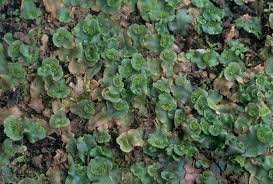 Attēlu rezultāti vaicājumam “Jungermannia subulata”