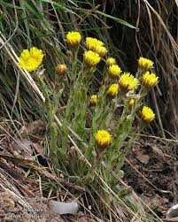 Attēlu rezultāti vaicājumam “Tussilago farfara”