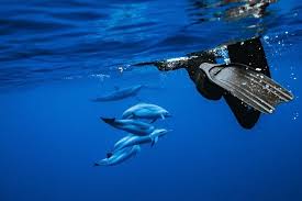 Image result for Durley Dolphin Diver