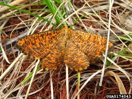 Attēlu rezultāti vaicājumam “Angerona prunaria”