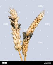 Attēlu rezultāti vaicājumam “Claviceps purpurea”