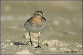 Image result for Calidris ruficollis