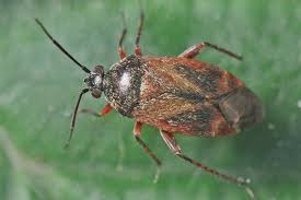 Attēlu rezultāti vaicājumam “Psallus sp.”