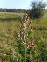 Attēlu rezultāti vaicājumam “Atriplex patula”