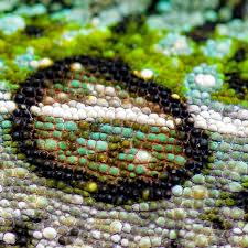 Attēlu rezultāti vaicājumam “Lycogala asperum”