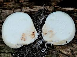 Attēlu rezultāti vaicājumam “Diderma hemisphaericum spores”