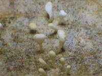 Attēlu rezultāti vaicājumam “Typhula setipes”