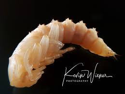 Attēlu rezultāti vaicājumam “Scardia boletella pupa”