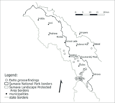 Attēlu rezultāti vaicājumam “Peltis grossa”