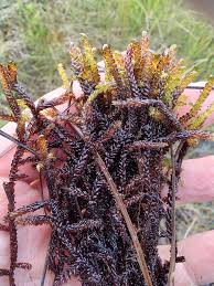 Attēlu rezultāti vaicājumam “Scorpidium scorpioides”