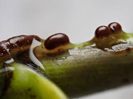 Attēlu rezultāti vaicājumam “Trichia alpina”