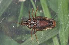 Attēlu rezultāti vaicājumam “Physatocheila smreczynskii”