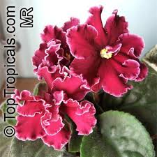 Image result for Saintpaulia ionantha Culitvar