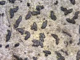 Attēlu rezultāti vaicājumam “Plectocarpon lichenum”