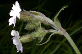 Attēlu rezultāti vaicājumam “Silene borysthenica flower”