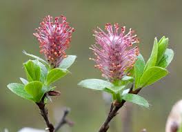 Attēlu rezultāti vaicājumam “Salix myrsinifolia male flower”