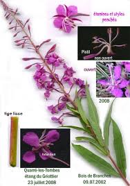 Attēlu rezultāti vaicājumam “Epilobium angustifolium fruit”