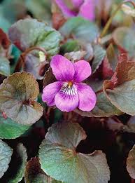 Attēlu rezultāti vaicājumam “Viola riviniana flower”