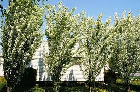 Attēlu rezultāti vaicājumam “Malus baccata”