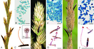 Attēlu rezultāti vaicājumam “Claviceps purpurea”